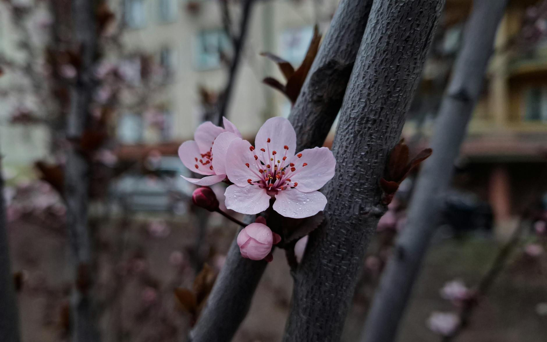 Malowniczy widok kwitnących drzew wiśni i czereśni w Grajewie, symbolizujący nadejście wiosny.